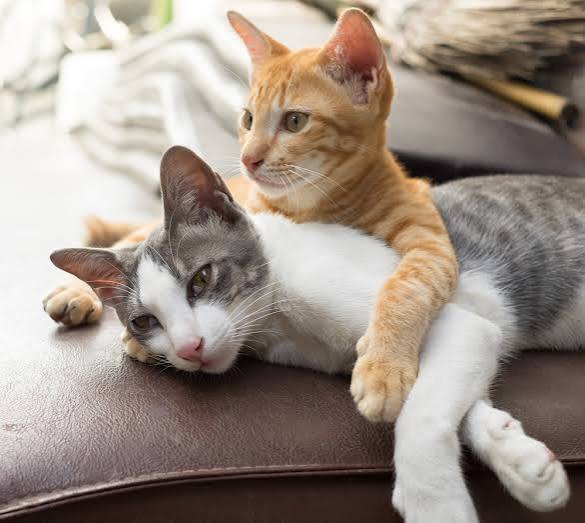 Live-in Cat Care