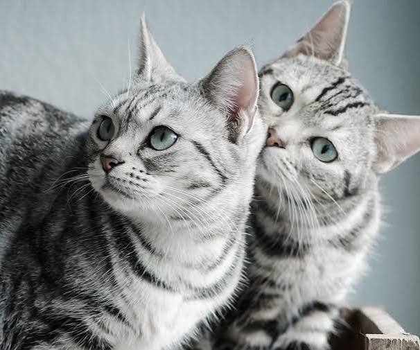 Partial-day Live-in Cat Care