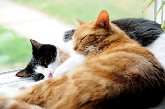 Pop-in Cat Care