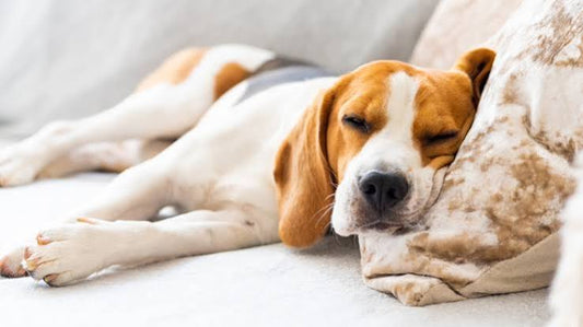 Live-in Dog Care