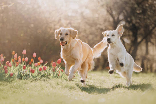 Partial-day Live-in Dog Care